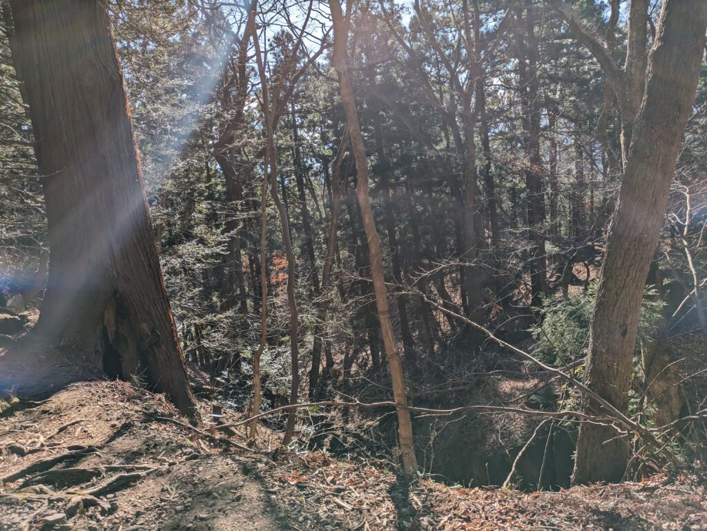 中之嶽神社の轟岩前の林